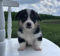 Wyatt, a male Pembroke Welsh Corgi for sale in Sullivan, IL – 2 of 3
