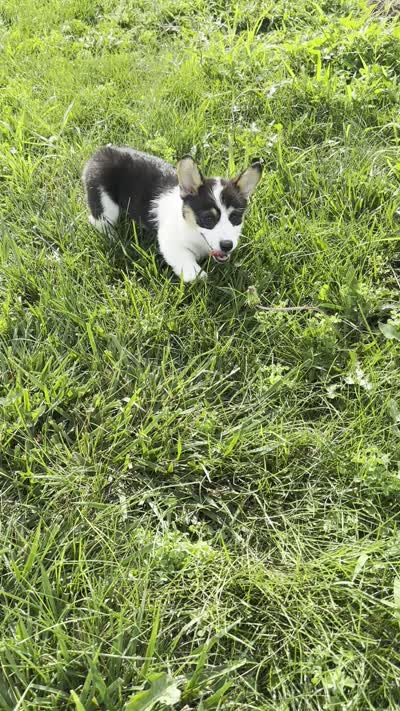 Marina, a female Pembroke Welsh Corgi for sale in Sullivan, IL – 4 of 4