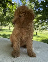 Charli, a female Miniature Goldendoodle for sale in Sullivan, IL – 5 of 6