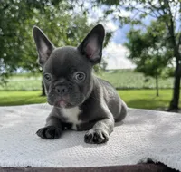 River, a male Frenchton for sale in Sullivan, IL – 4 of 5