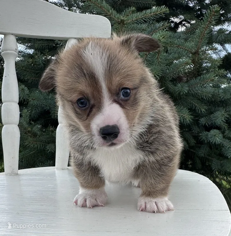 West – Pembroke Welsh Corgi puppy for sale in Sullivan, IL