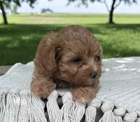 Brooks, a female Maltipoo for sale in Sullivan, IL – 2 of 3