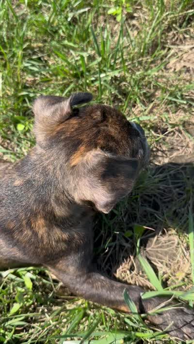 Ian, a male Frenchton for sale in Sullivan, IL – 5 of 5