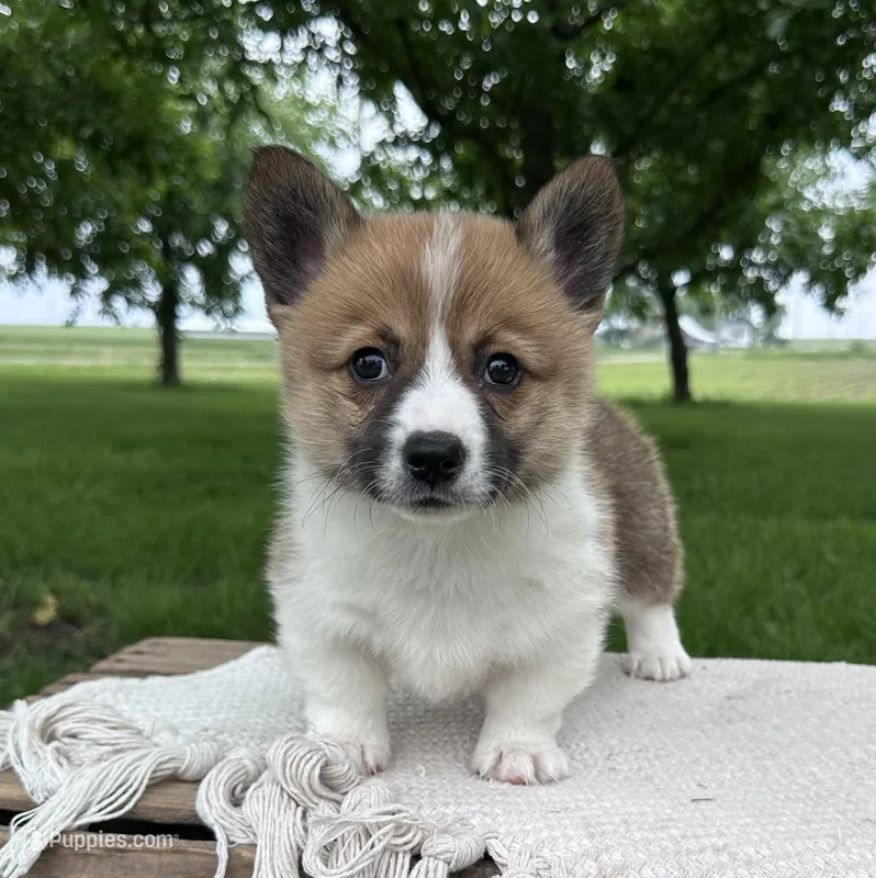 June – Pembroke Welsh Corgi puppy for sale in Sullivan, IL