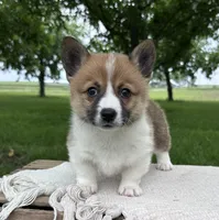 June, a female Pembroke Welsh Corgi for sale in Sullivan, IL – 1 of 2