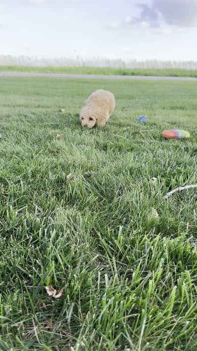 Vesper, a female Miniature Goldendoodle for sale in Sullivan, IL – 4 of 4