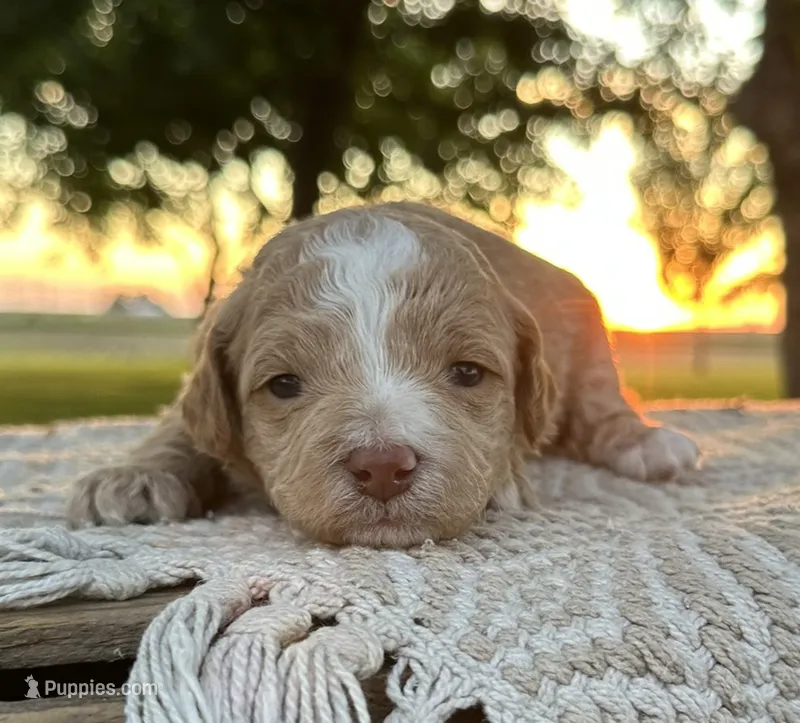 Sky – Miniature Goldendoodle puppy for sale in Sullivan, IL