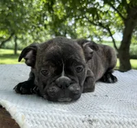Ian, a male Frenchton for sale in Sullivan, IL – 3 of 4