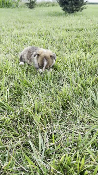 Jax, a male Pembroke Welsh Corgi for sale in Sullivan, IL – 4 of 4
