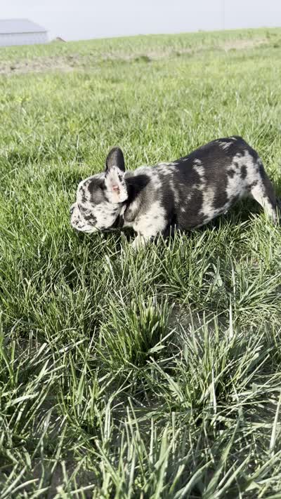 Meadow, a female Frenchton for sale in Sullivan, IL – 6 of 6