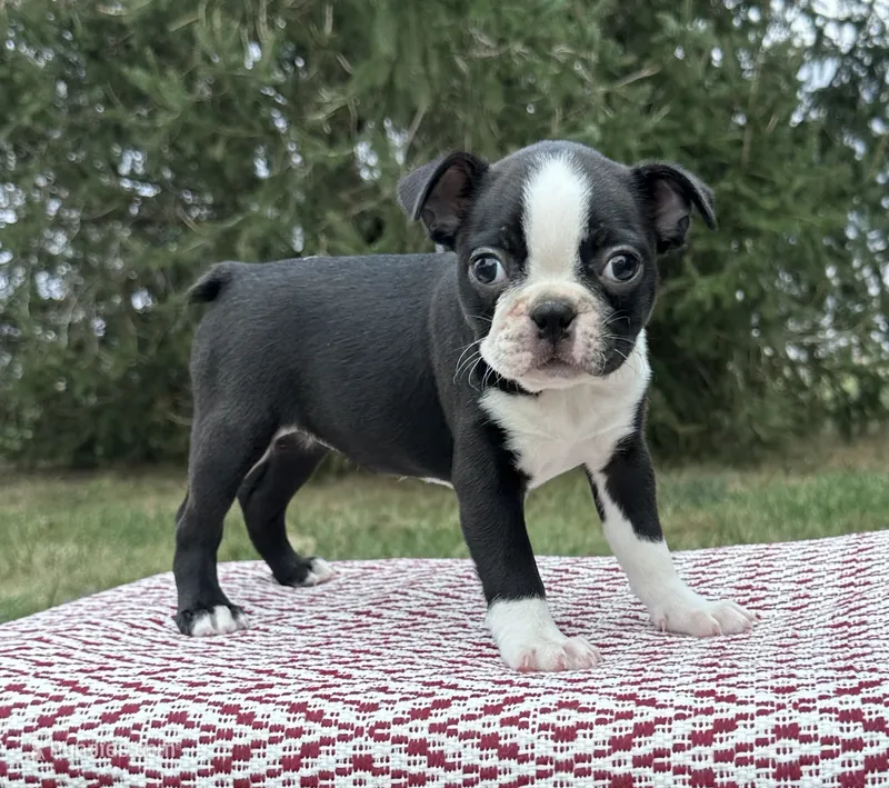 Maisie  – Boston Terrier puppy for sale in Sullivan, IL
