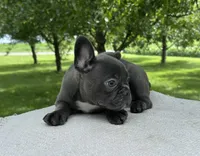 River, a male Frenchton for sale in Sullivan, IL – 2 of 5
