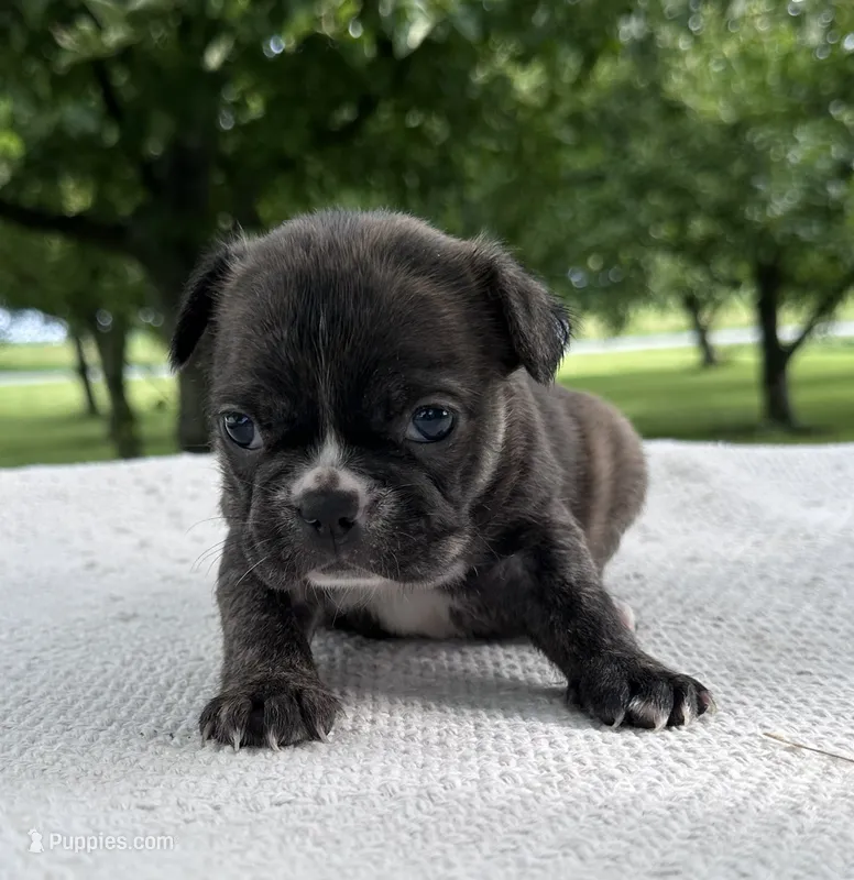 Kenzie – Frenchton puppy for sale in Sullivan, IL