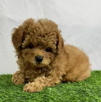 Flynn, a male Cavapoo for sale in Sullivan, IL – Photo 2 of 2