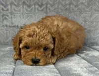 Flynn, a male Cavapoo for sale in Sullivan, IL – Photo 4 of 4