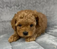 Flynn, a male Cavapoo for sale in Sullivan, IL – Photo 1 of 4