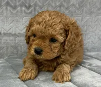 Flynn, a male Cavapoo for sale in Sullivan, IL – Photo 2 of 4