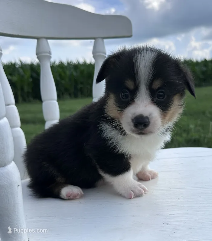 Wyatt – Pembroke Welsh Corgi puppy for sale in Sullivan, IL
