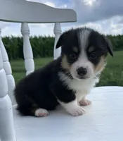 Wyatt, a male Pembroke Welsh Corgi for sale in Sullivan, IL – 1 of 3