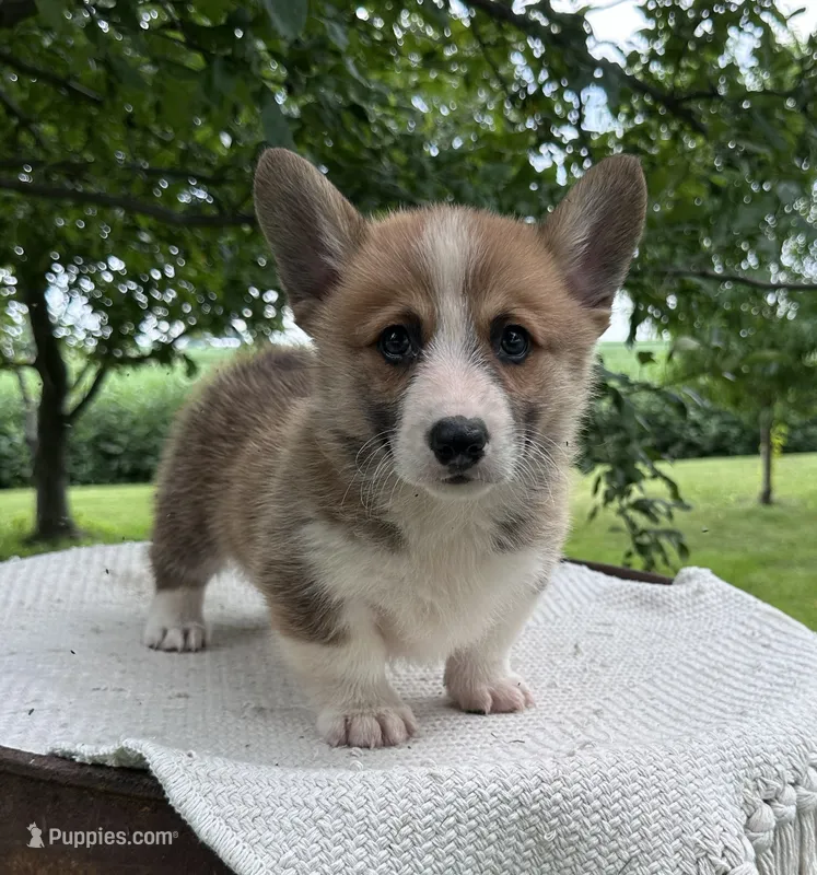 Houston – Pembroke Welsh Corgi puppy for sale in Sullivan, IL