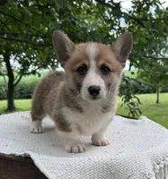Houston, a male Pembroke Welsh Corgi for sale in Sullivan, IL – 1 of 6