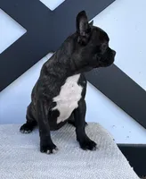 Kenzie, a female Frenchton for sale in Sullivan, IL – 3 of 6