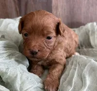 Brooks, a female Maltipoo for sale in Sullivan, IL – Photo 1 of 3