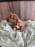 Brooks, a female Maltipoo for sale in Sullivan, IL – Photo 2 of 3