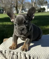 Oscar, a male French Bulldog for sale in Sullivan, IL – Photo 2 of 3