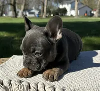 Oscar, a male French Bulldog for sale in Sullivan, IL – Photo 3 of 3