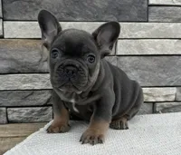 Oscar, a male French Bulldog for sale in Sullivan, IL – Photo 1 of 4