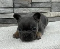 Oscar, a male French Bulldog for sale in Sullivan, IL – Photo 3 of 3