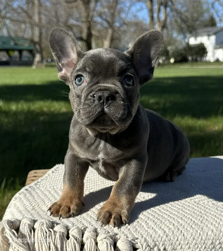 Oscar – French Bulldog puppy for sale in Sullivan, IL