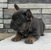 Oscar, a male French Bulldog for sale in Sullivan, IL – Photo 3 of 4