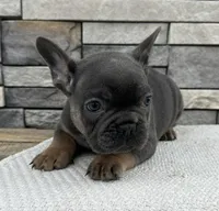 Oscar, a male French Bulldog for sale in Sullivan, IL – Photo 4 of 4