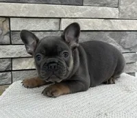 Oscar, a male French Bulldog for sale in Sullivan, IL – Photo 2 of 4