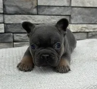 Oscar, a male French Bulldog for sale in Sullivan, IL – Photo 2 of 3