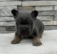 Oscar, a male French Bulldog for sale in Sullivan, IL – Photo 1 of 3