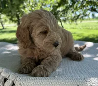 Vesper, a female Miniature Goldendoodle for sale in Sullivan, IL – 2 of 4