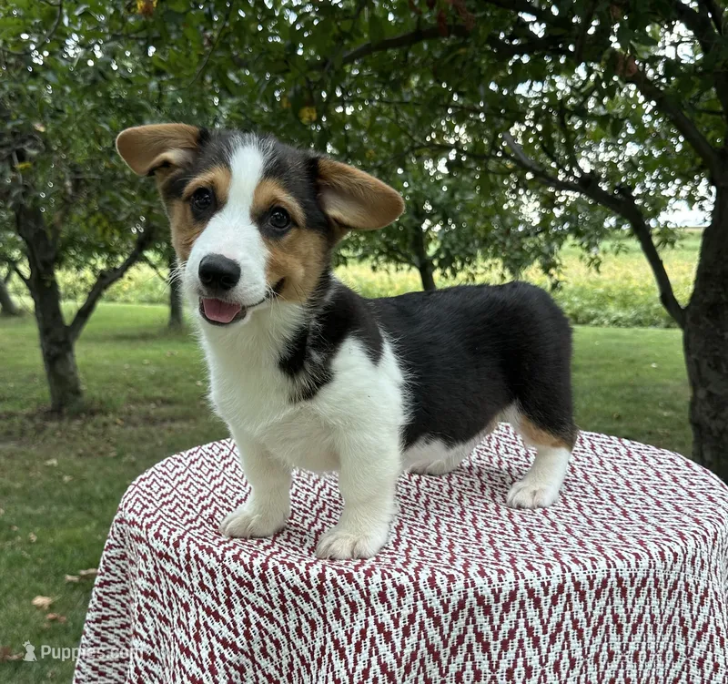 Coco – Pembroke Welsh Corgi puppy for sale in Sullivan, IL