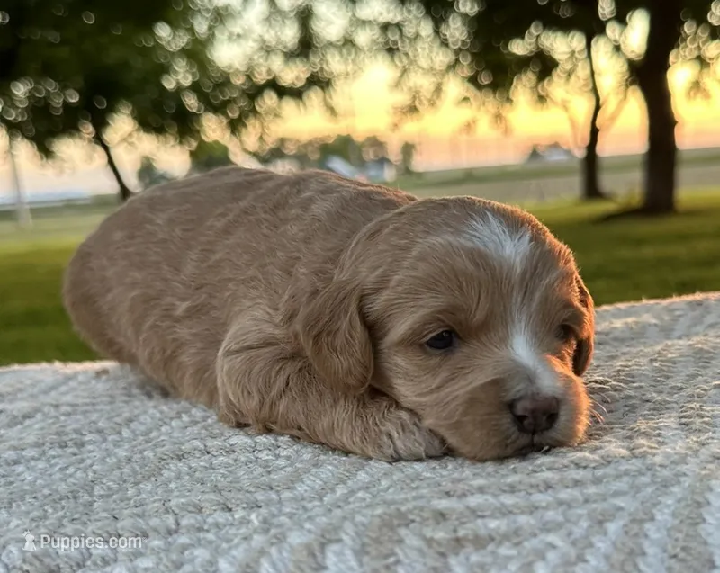 Diva – Miniature Goldendoodle puppy for sale in Sullivan, IL