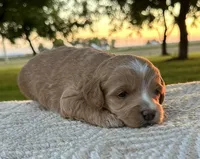 Diva, a female Miniature Goldendoodle for sale in Sullivan, IL – 1 of 1