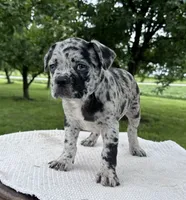 Forrest, a male Frenchton for sale in Sullivan, IL – 6 of 6