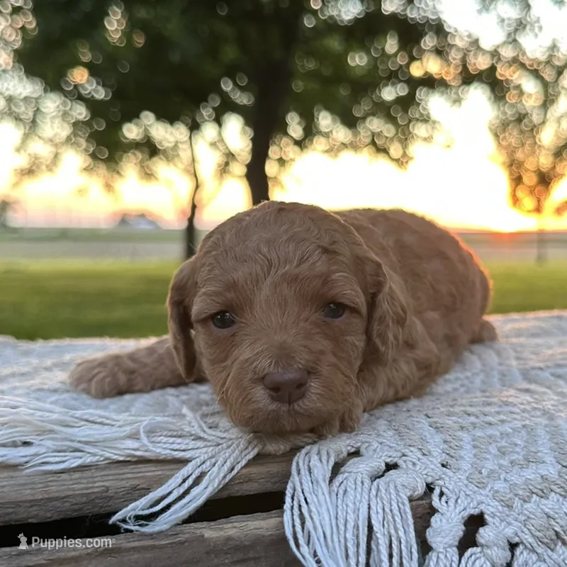 Charli – Miniature Goldendoodle puppy for sale in Sullivan, IL