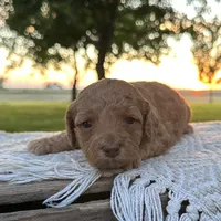 Charli, a female Miniature Goldendoodle for sale in Sullivan, IL – 1 of 1