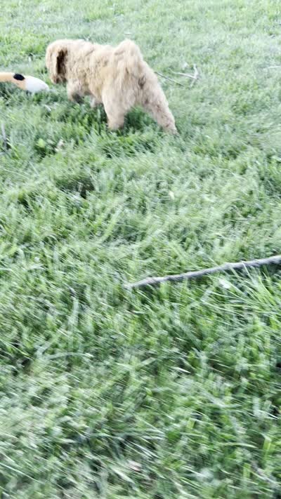 Effie , a female Miniature Goldendoodle for sale in Sullivan, IL – 4 of 4