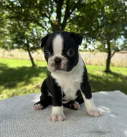 Maisie , a female Boston Terrier for sale in Sullivan, IL – 3 of 5