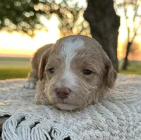 Sky, a male Miniature Goldendoodle for sale in Sullivan, IL – 2 of 2