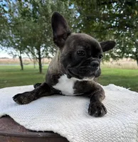 Kayda, a female Frenchton for sale in Sullivan, IL – 4 of 5