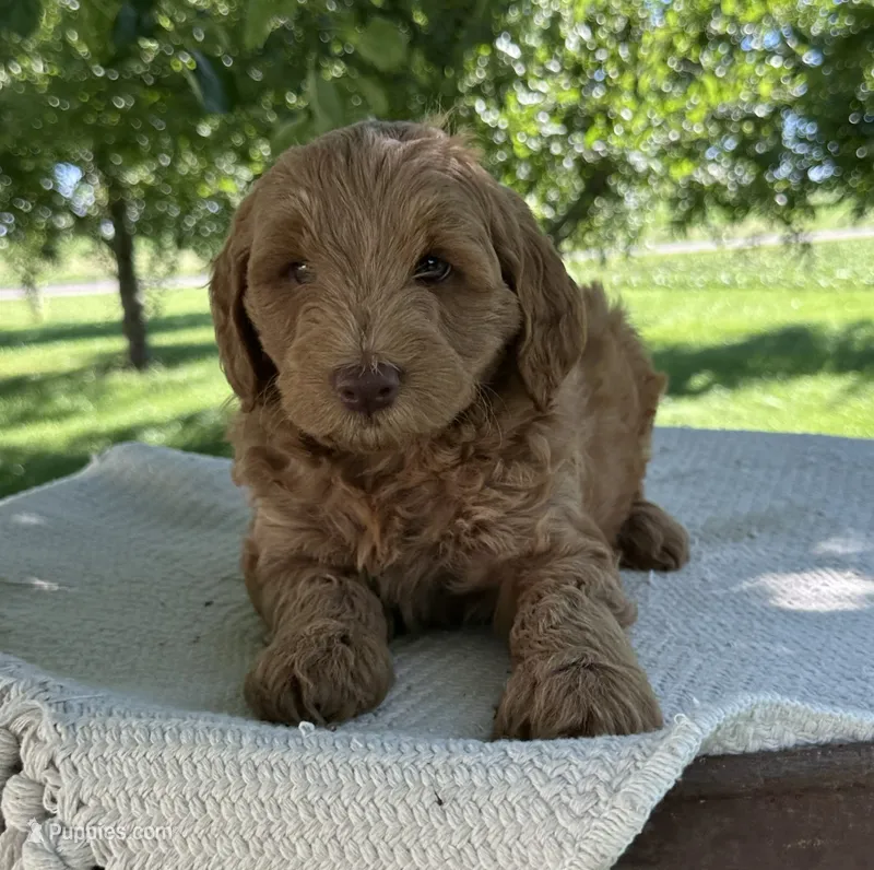 Bear – Miniature Goldendoodle puppy for sale in Sullivan, IL
